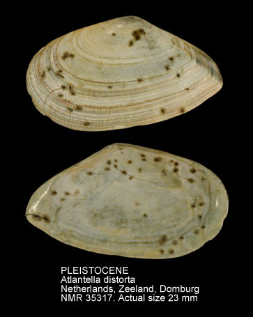 PLEISTOCENE Atlantella distorta.jpg - PLEISTOCENE Atlantella distorta (Poli,1791)